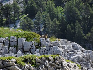 marmotte en observation
