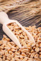 Rye or wheat grains with spoon and ears of cereal