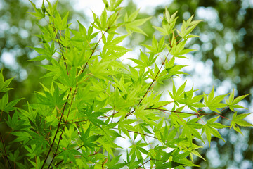green leaves of a tree