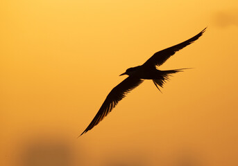 Silhouette of White-cheeked Tern in flight  at Tubli bay, Bahrain