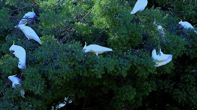 Sulphur yellow crested white cockatoo feeding feeding in a Sydney Suburban Park NSW Australia