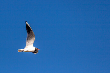 Close up of black-headed gull flying in clear blue sky, Essex coast, England, UK