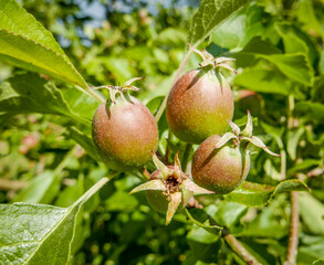 Obraz premium Apples growing on a tree
