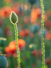 Fototapeta premium poppy flowers and poppy heads in sunshine