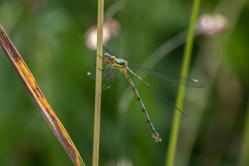 marais villers sur mer 14 calvados normandie blue dragonfly Eastern pondhawk, Erythemis simplicicollis, Libellule