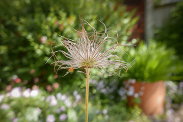 Close up of a fluffy seed head in a garden