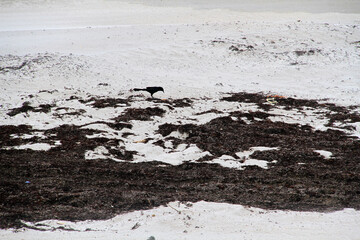 Sandy beach, sea debris