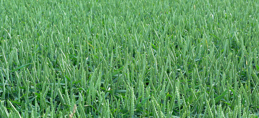 Getreidefeld mit der Getreidesorte Gerste