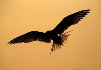 Fototapeta premium Silhouette of White-cheeked Tern at Tubli bay, Bahrain