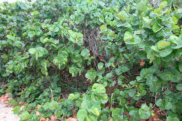 Florida beach vegetation