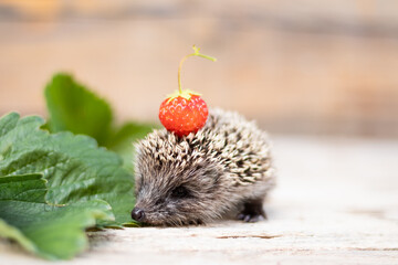 Little hedgehog with strawberries on his back walks on a wooden background