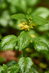 Goldnessel, Gelbe Taubnessel ( Lamium galeobdolon )	
