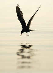 Silhouette of White-cheeked Tern, Bahrain