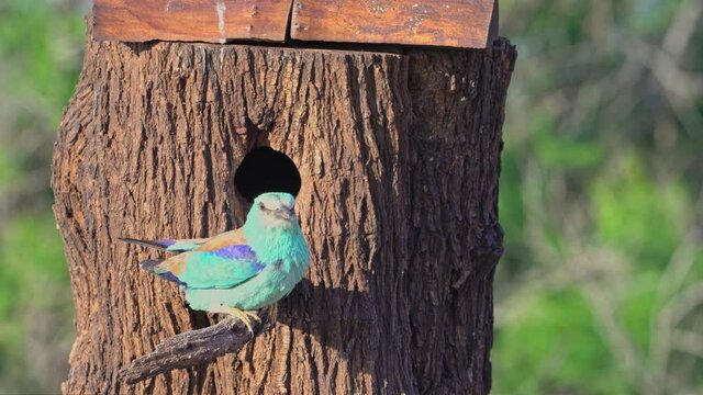 European roller (Coracias garrulus)