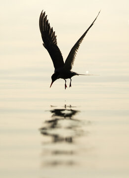 Silhouette of White-cheeked Tern, Bahrain