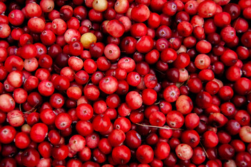 Cranberry background, berry texture. Red berry. Sour berry