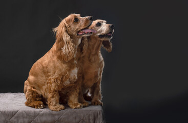 Obraz premium Two Cocker Spaniels