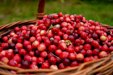 Fresh cranberries in a basket on the moss