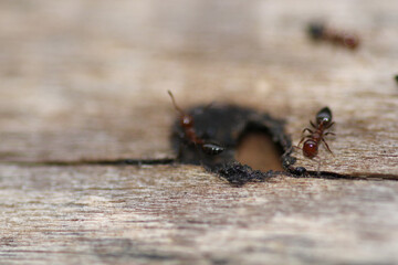 crematogaster scutellaris ant macro photo
