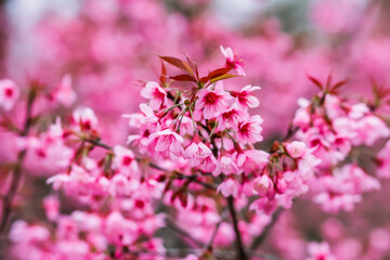 Soft Focus,The beautiful scenery background of cherry blossom in Chiang Mai is made up of cherry blossom trees was planted in Khunwang project to allow people to see the beauty of cherry blossom.