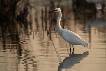Little Egret at Asker marsh, Bahrain