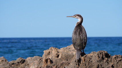 Cormorán moñudo