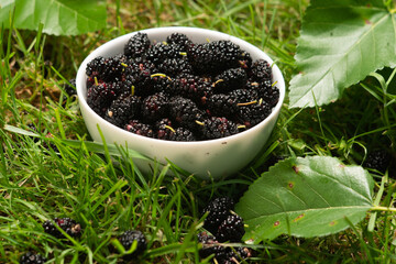 mulberries in a white plate on green grass