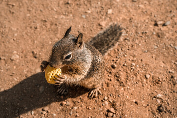 California ground squirrel on the coast