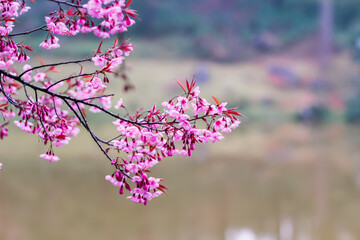 Smooth Focus, Thailand cherry blossom Sakura in Chiang Mai is a beautiful scenery background of cherry blossom Sakura rising on a high mountain peak in Chiang Mai and has become a tourist attraction.