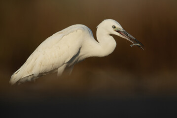 Little Egret with a fish at Asker marsh, Bahrain