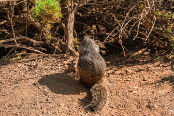 California ground squirrel on the coast