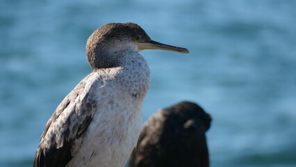 Cormorán moñudo