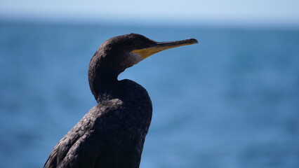 Cormorán moñudo