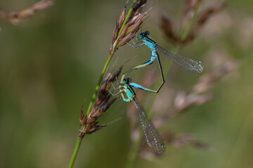 deux libellules bleues sur un brin d'herbe