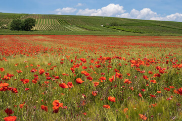 View over a field of red flowering corn poppies on a sunny day 