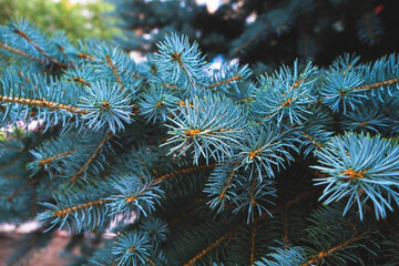 Blue spruce branch nature evergreen coniferous trees.