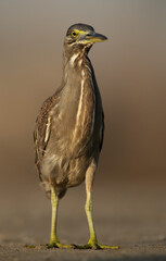 Striated Heron at Asker marsh of Bahrain