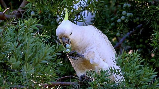 Sulphur yellow crested white cockatoo feeding feeding in a Sydney Suburban Park NSW Australia