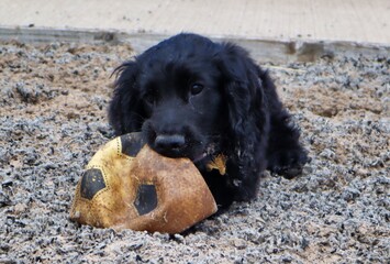 black working cocker spaniel puppy playing chewing with ball toy