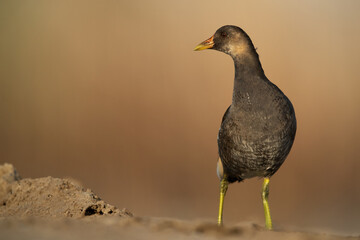 A portrait of a juvenile Moorhen at Asker marsh, Bahrain