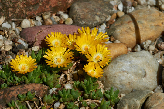 Delosperma congestum, Gold Nugget , Mittagsblume