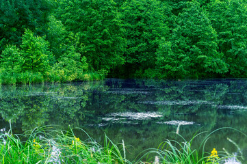Forest body of water in dense green vegetation