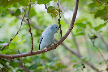 Little pied blue turquoise Forpus parrot birds standing on twigs