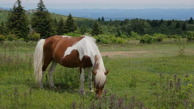Wild Brown and White Horse Grazing in the Appalachian Mountains
