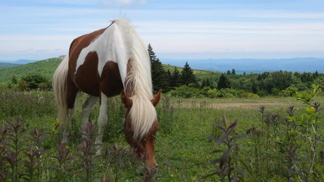 Wild Brown and White Horse Grazing in the Appalachian Mountains, Close Up, Front
