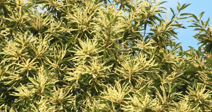The flowers of  Castanea sativa, the sweet chestnut