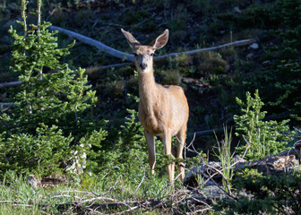 Naklejka na ściany i meble Colorado Wildlife. Wild Mule Deer Doe in the Rocky Mountains of Colorado