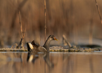 Common Moorhen at Asker marsh, Bahrain
