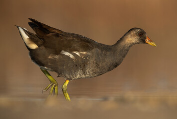 A closeup of a Common Moorhen at Asker marsh, Bahrain