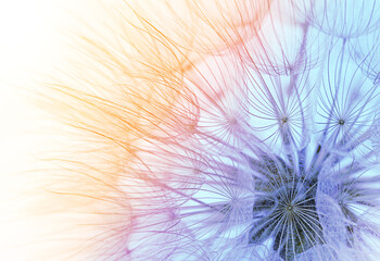 dandelion seeds close-up on a blue-orange sky background
